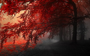 red leaves, forest, trees