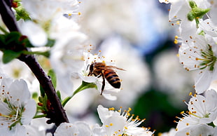Honey Bee perching on white blossom flower in close-up photography