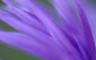 micro photography of purple petaled flower