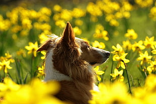 selective photography of white and Border Collie surrounded by yellow petaled flowers during daytime