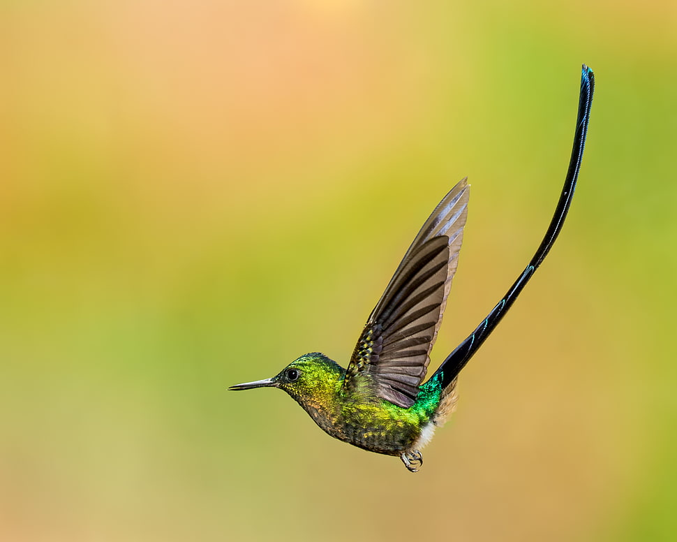 selective focus photography of flying Violet-tailed Sylph HD wallpaper