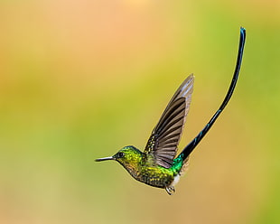selective focus photography of flying Humming Bird