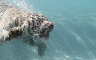 white tiger under water
