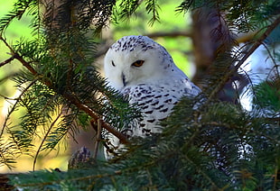white and black barn owl on tree