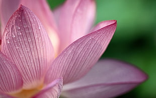 close-up photography of pink Lotus flower HD wallpaper