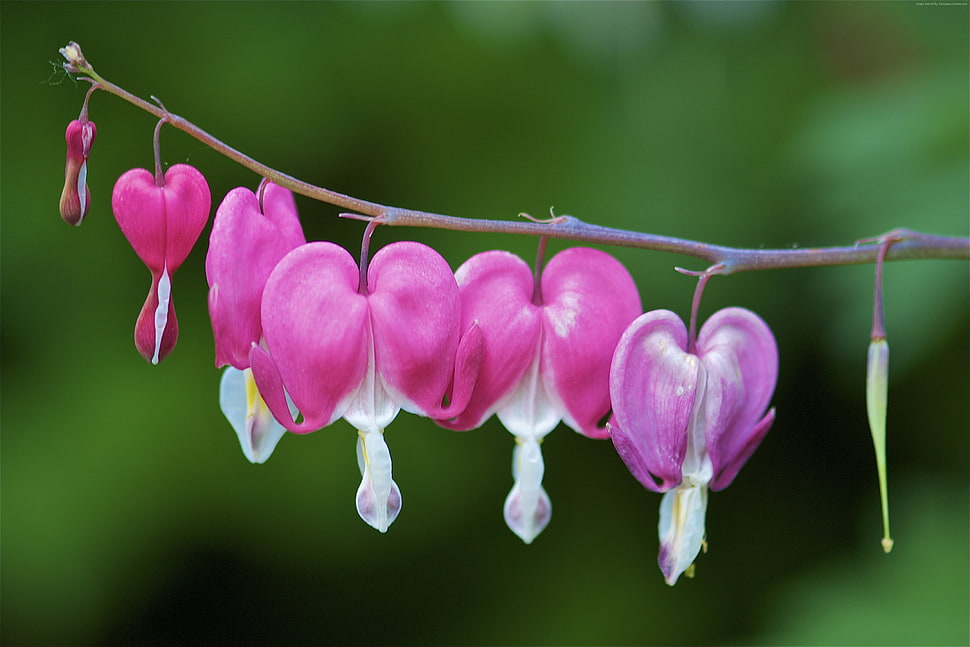 pink-and-white bleeding heart flower in close up photography HD wallpaper