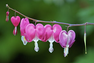pink-and-white bleeding heart flower in close up photography