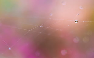 spider web with rain drop HD wallpaper