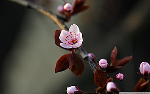 spring, flowers, cherry blossom, macro