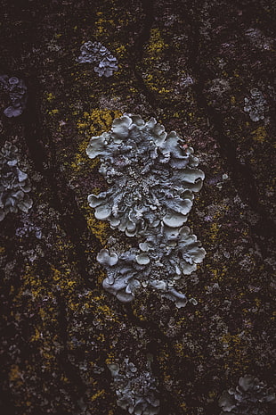 white fungus HD wallpaper
