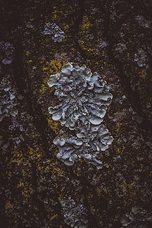 white fungus