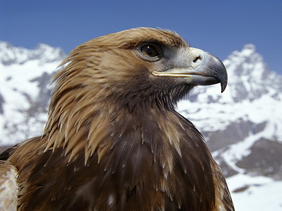 macro photography of brown eagle HD wallpaper