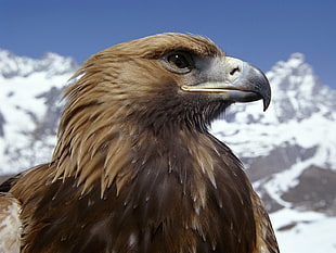 macro photography of brown eagle