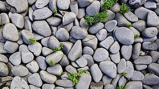 pebbles lot, stones, nature, closeup HD wallpaper