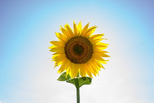 yellow sunflower, Sunflower, Flower, Petals