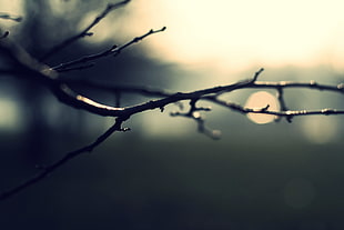 closeup photo of tree branch