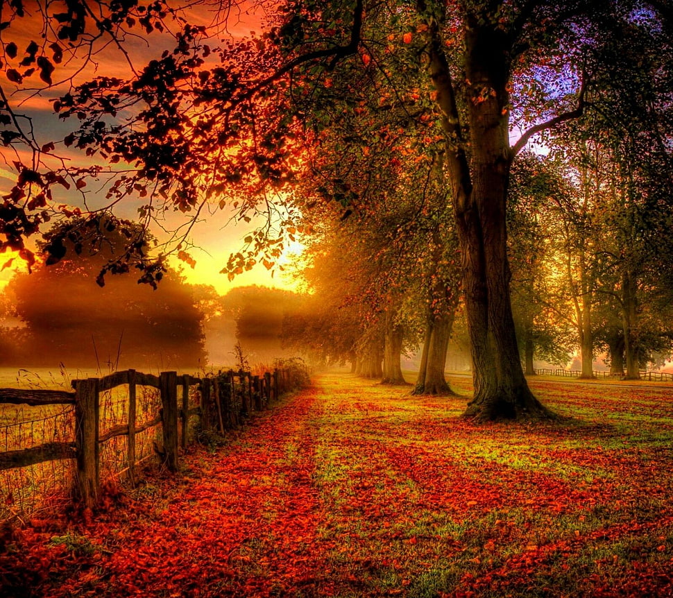 red and brown tree painting, landscape HD wallpaper
