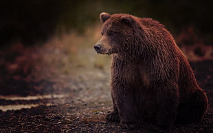wildlife photography of brown bear