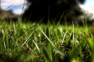 macro photograph of lawn grass HD wallpaper