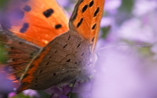 orange and black spotted Butterfly photo HD wallpaper
