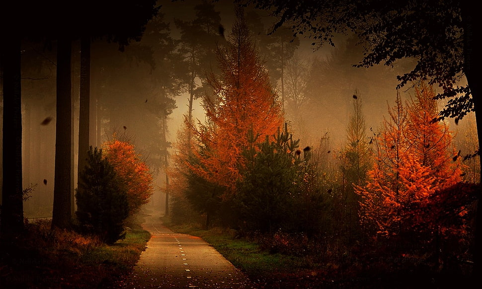orange and green leafed trees, forest, road, fall, mist HD wallpaper