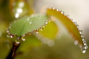 selective focus photography of water dew
