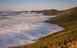 sea of clouds, clouds, trees, mist, nature