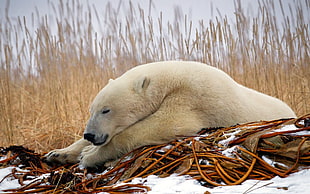 short-coated polar bear lying on snow field
