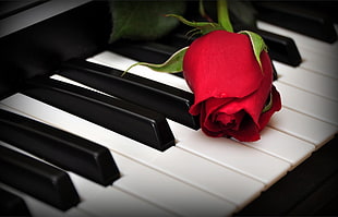 red rose on top of Piano keyboard