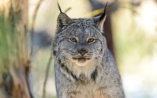selective focus photography of brown and gray lynx