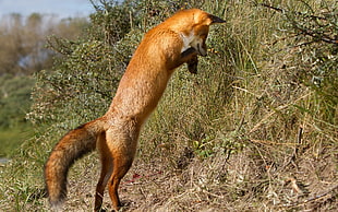 brown fox near green grass