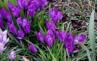 high-angle photography of purple petaled flowers HD wallpaper
