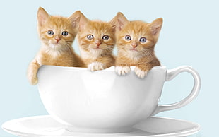 several kittens