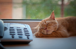 photography of orange Tabby cat sleeping near telephone