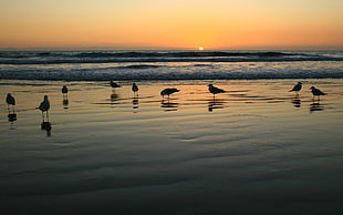 flock of birds on beach shore during yellow sunset