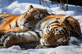 two tigers, tiger, sleeping, relaxing, animals
