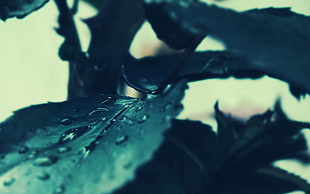 closeup photo of leaf with water dew