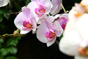 selective focus pink and white petal flower plant HD wallpaper