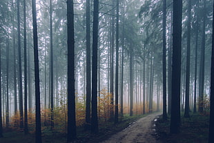 view of fog in woods HD wallpaper