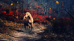 brown horse in pathway