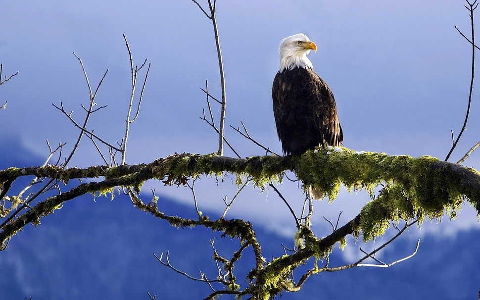 eagle on branch during daytim HD wallpaper