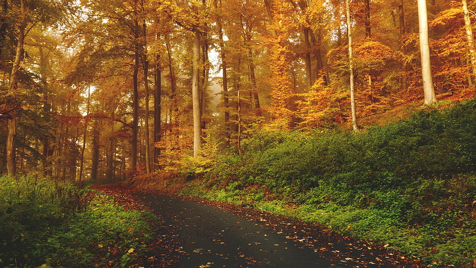 green leaf trees, forest, mountains HD wallpaper