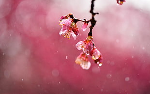 pink and white flower decor, nature, flowers, water drops, simple background
