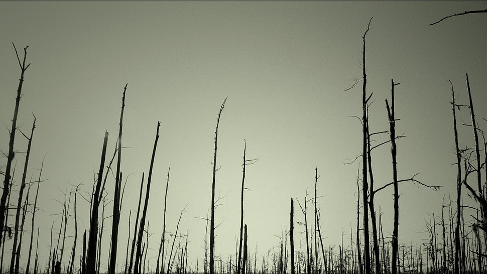 bare tree, dead trees HD wallpaper