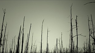 bare tree, dead trees