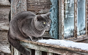 grey fur cat on brown wood plank