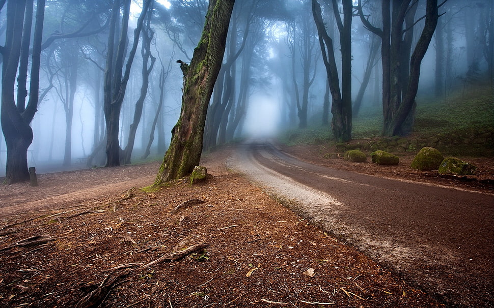 brown road, landscape, nature, mist, road HD wallpaper