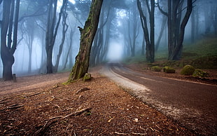 brown road, landscape, nature, mist, road