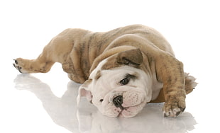 brindle and white English Bulldog puppy HD wallpaper