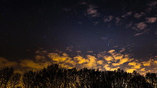 green leaf trees, Starry sky, Trees, Clouds